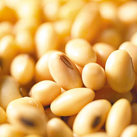 soybean