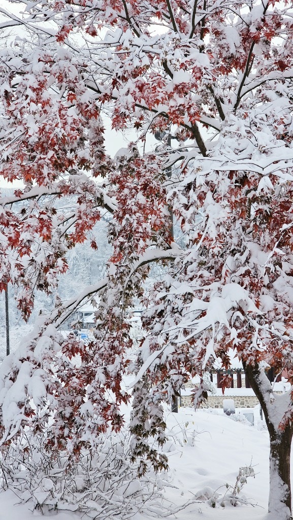 [首爾] 自由行探索當地人的行程11月大雪創紀錄