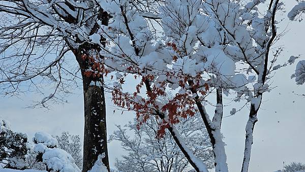 [首爾] 自由行探索當地人的行程11月大雪創紀錄