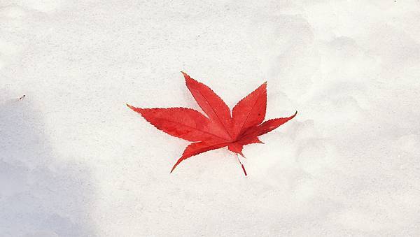 [首爾] 自由行探索當地人的行程11月大雪創紀錄