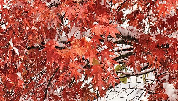 [首爾] 自由行探索當地人的行程11月大雪創紀錄