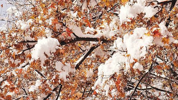 [首爾] 自由行探索當地人的行程11月大雪創紀錄