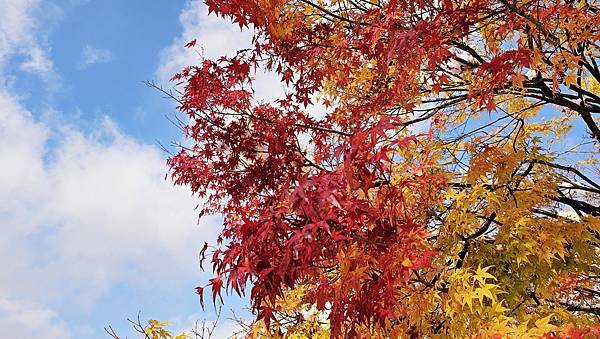 [首爾] 自由行探索當地人的行程11月大雪創紀錄