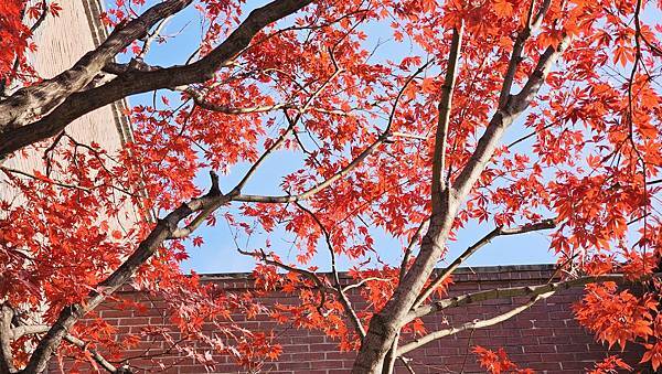 [首爾] 自由行探索當地人的行程11月大雪創紀錄