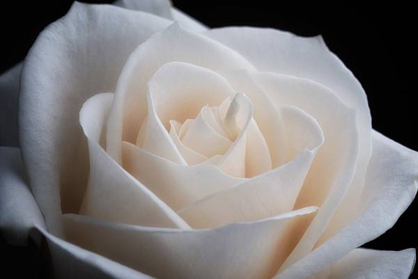 negative-space-white-rose-close-up-1062x708.jpg