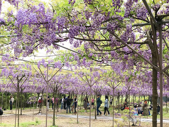 2027.04.15_淡水紫藤咖啡園二店