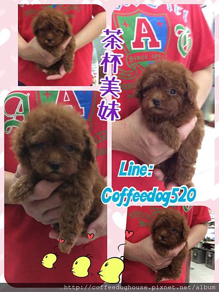 茶杯紅貴賓美妹！