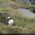 028除了補了一個景點之外.更遇到Puffin情報上滴那一隻.JPG