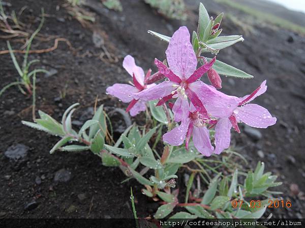 011沙地上滴小花.在雨中更顯得鮮豔.JPG