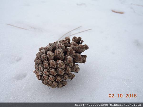 002雪地上滴松果惹人駐足.JPG