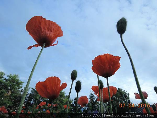 054北國滴花朵size可不是蓋滴.JPG