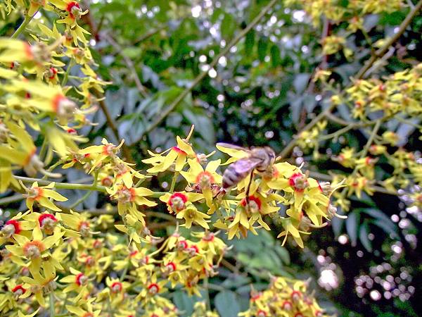 漁光島 003 漁光島 003