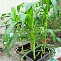 corn015