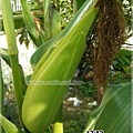 corn019