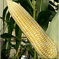 水果玉米