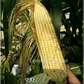 corn021