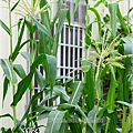 corn017