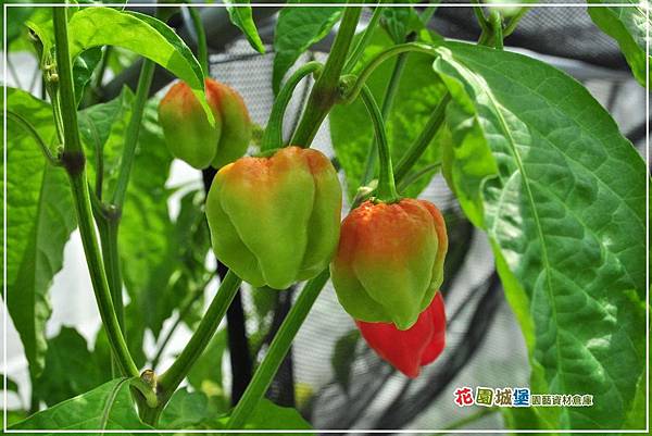 辣椒(千里達辣椒) 辣椒(千里達辣椒)