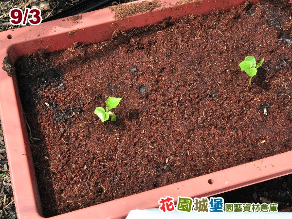 以色列全雌小黃瓜