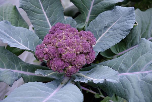 豐富青花素 紫色花椰菜 花園城堡園藝資材倉庫的部落格 痞客邦
