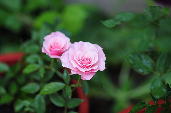 DSC_0788 DSC_0788