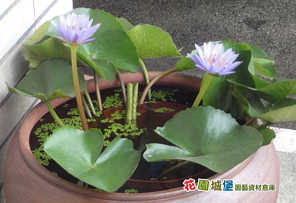 蓮花 睡蓮 水生植物用土壤 介質 花園城堡園藝資材倉庫