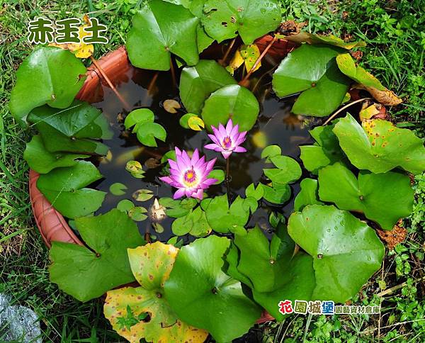 蓮花 睡蓮 水生植物用土壤 介質 花園城堡園藝資材倉庫