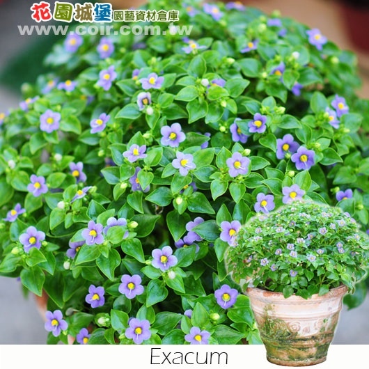 紫芳草 紫芳草
