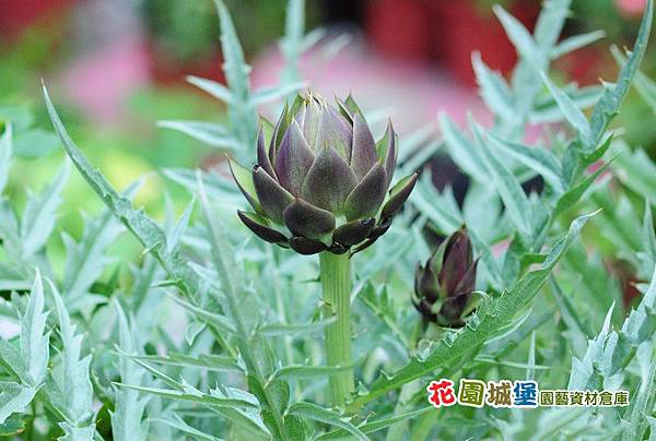 朝鮮薊盆植 朝鮮薊盆植