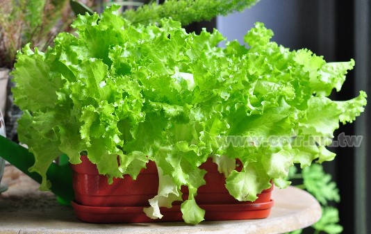 新手種菜 新手種菜