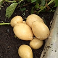 potato05