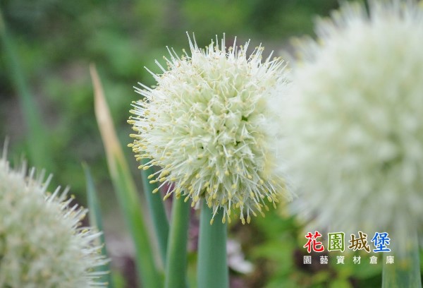 北蔥 北蔥