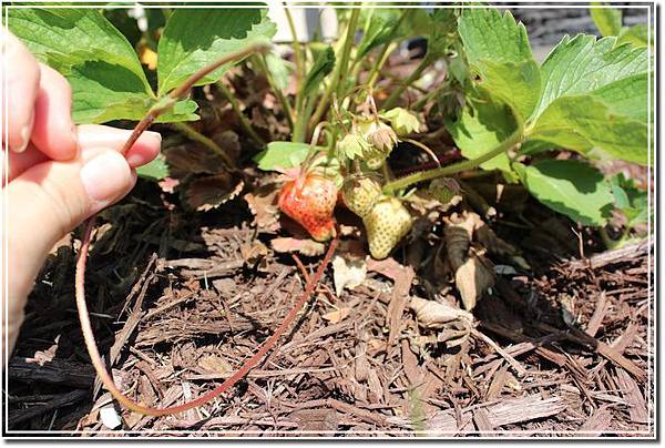 strawberry02 strawberry02