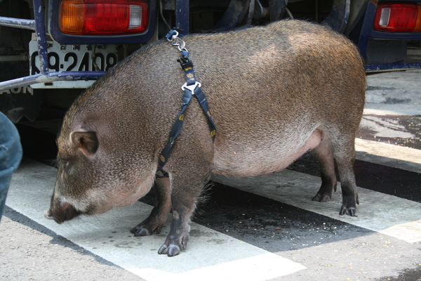 路邊有豬