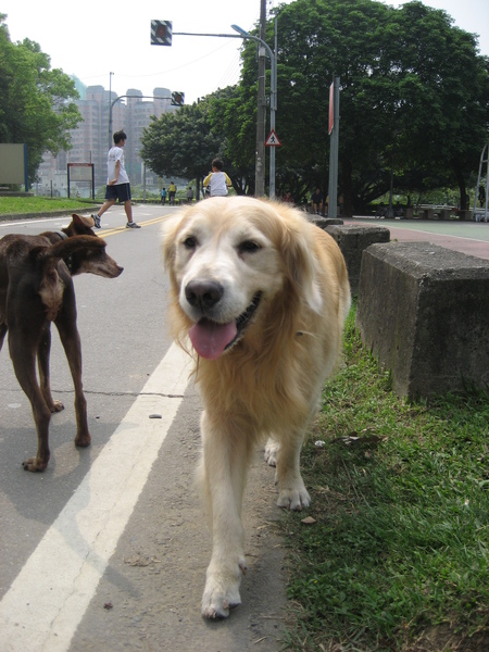 超大的黃金獵犬