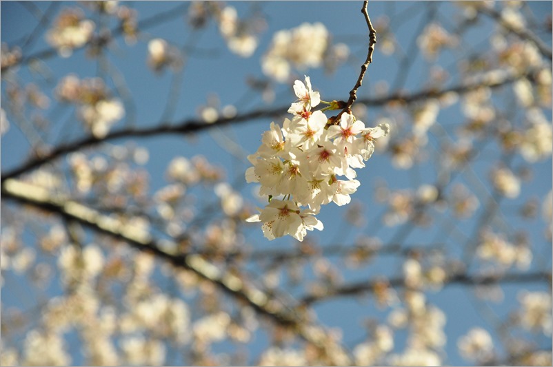 2013.03.21 淺草-上野-銀座-台場 (162)