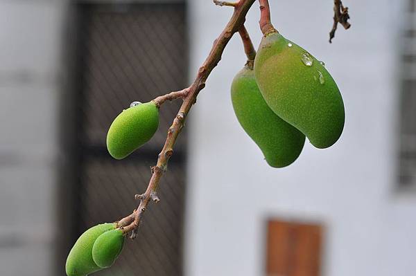 DSLR-2011.05.15-1034