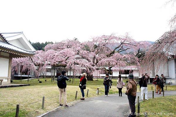 0404 醍醐寺-5