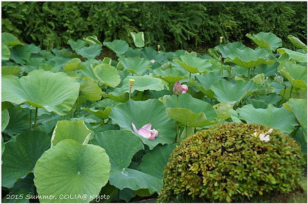 15 水無月之夏京都茶道研修行程速寫 15 水無月之夏京都茶道研修行程速寫