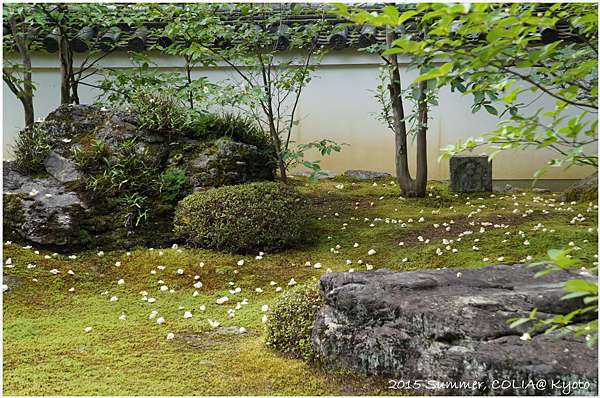 15 京行走 妙心寺東林院 期間限定的沙羅雙樹之花愛賞會 Colia 我是可樂 旅行 跑步 小日子 痞客邦 15 京行走 妙心寺東林院 期間限定的沙羅雙樹之花愛賞會 Colia 我是可樂 旅行 跑步 小日子 痞客邦