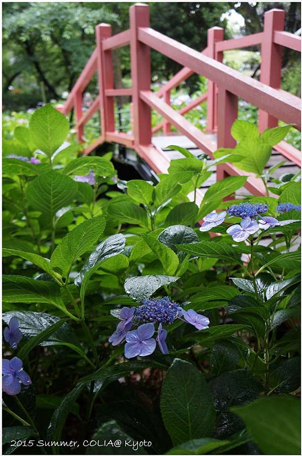 15 京行走 藤森神社 雨中的紫陽花 Colia 我是可樂 旅行 跑步 小日子 痞客邦