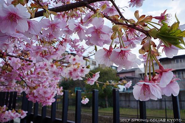 170309-淀水路河津櫻-1.JPG