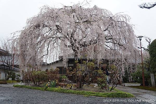 170408-本山本滿寺.JPG