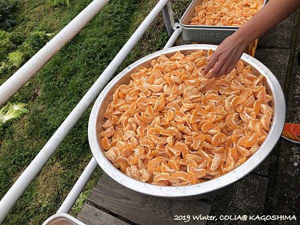 指宿馬 047.JPG 指宿馬 047.JPG