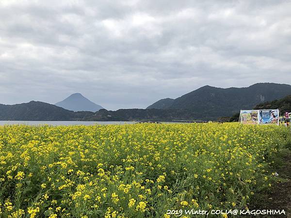 指宿馬 050.JPG 指宿馬 050.JPG