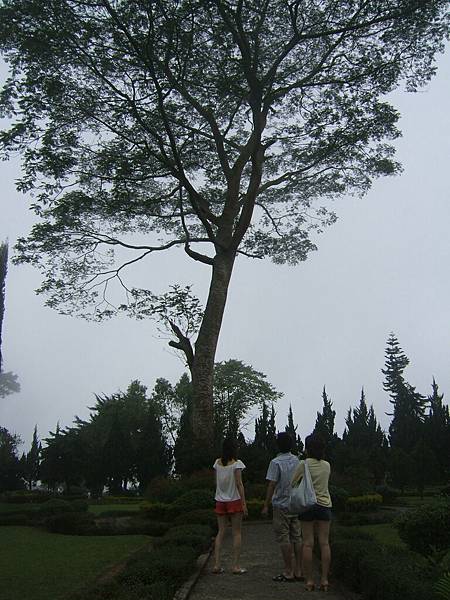晶閣寺旁蒼勁的大樹