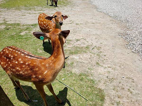 IMG20200613113928_n IMG20200613113928_n