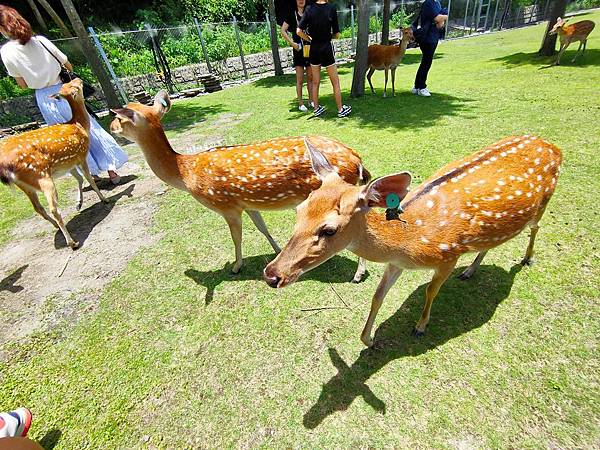 IMG20200613114737_n IMG20200613114737_n