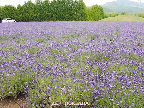 【北海道旅遊】感謝好天氣~2015富良野/美瑛/旭川二天一夜小旅行~先送上超美的照片哦~