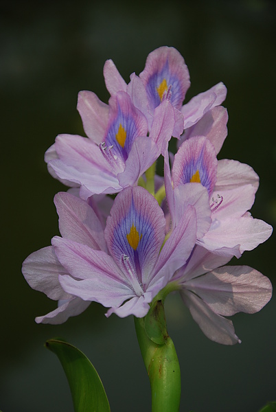 Water Hyacinth 鳳眼藍(布袋蓮）